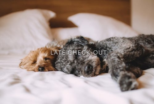 Two cute dogs sleeping in late on a comfy bed