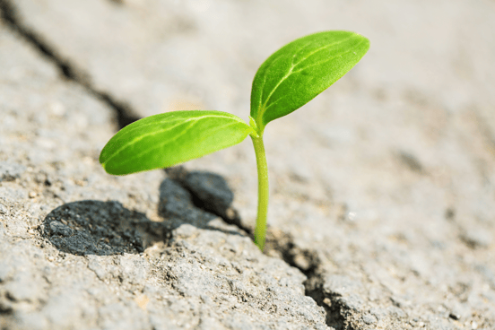 plant growing on a concrete