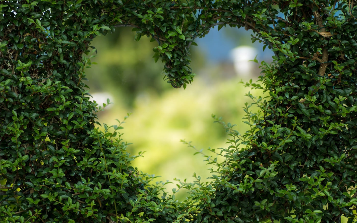 Heart shaped cut out in green bush